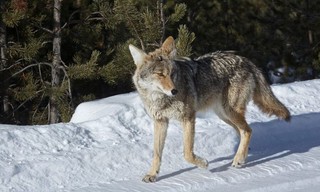 The Rise Of Black Wolf