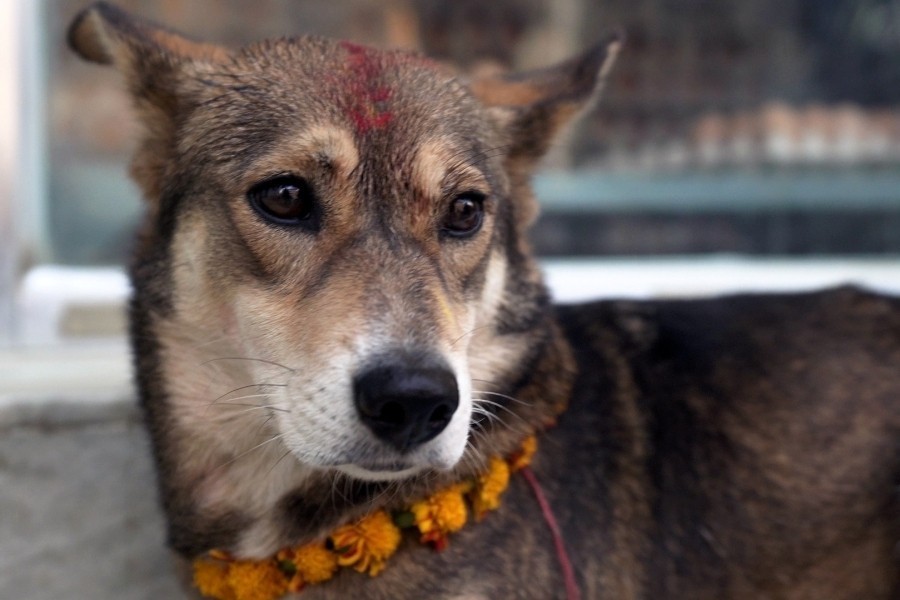 We Don't Deserve Dogs