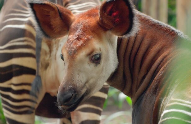 Okapi