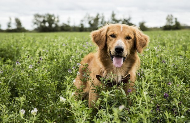 Een hond met meerdere levens