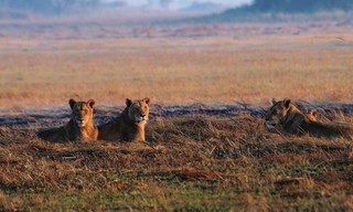 Africa's deadly kingdom