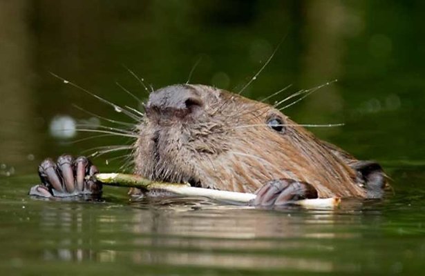 Terugkeer van bedreigde dieren
