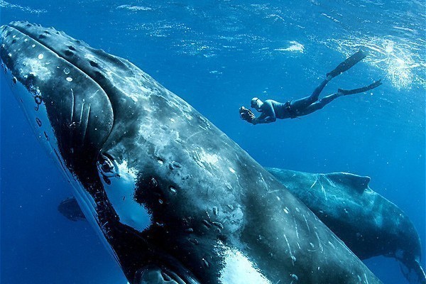 Op zoek naar de walvishaai