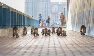 Cities: Nature's new wild