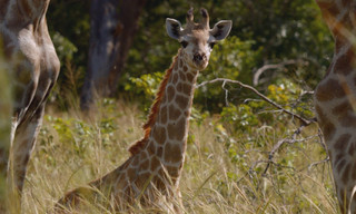 Close Encounters of the Wild Kind