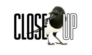 Close up