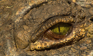 Croc Wars: Grumeti Vs Mara