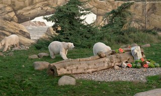 Das erste Jahr der Eisbären-Zwillinge - Von 500 Gramm auf 150 Kilo