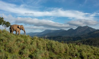 Destination Wild: India