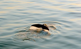 Dinosaurier der Meere - Der Nordatlantische Glattwal