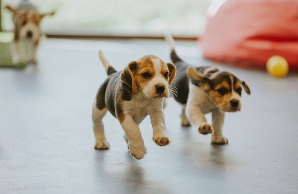 Still uit Dog Squad Puppy School 