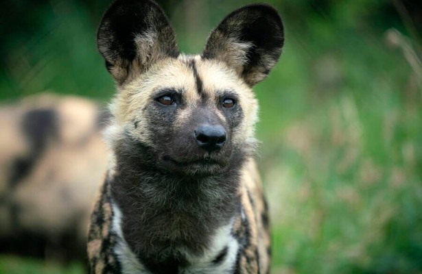 Dogs in the Wild - Meet the Family