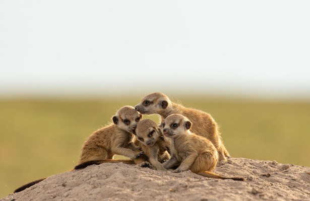 Still uit BBC-reeks Dynasties