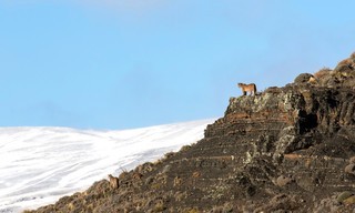 Erlebnis Erde: Im Tal der Schneeleoparden