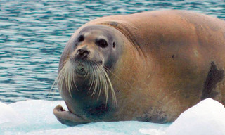 Grönland, Überleben am Rand der Welt