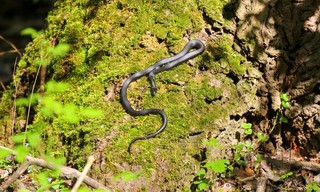 G'schichten aus dem Wiener Prater
