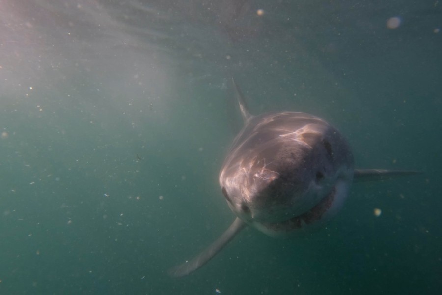 Great White Danger Zone