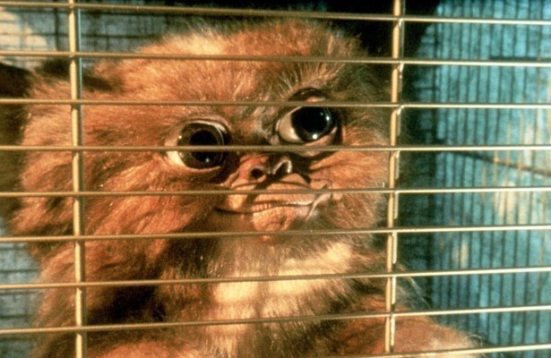 Gizmo de mogwai (Gremlins)