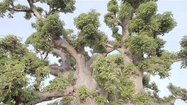 Botte bijl dreigt voor bijzondere bomen in Histoires d'arbres