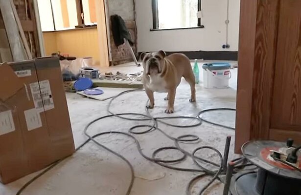 Hummer, de hond van Maxime, in Chateau Meiland