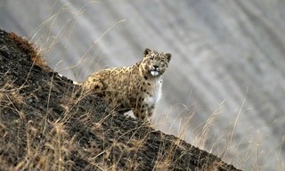 Himalaja - Heimat der Schneeleoparden