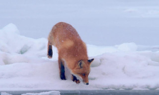 Hokkaido, le pôle japonais