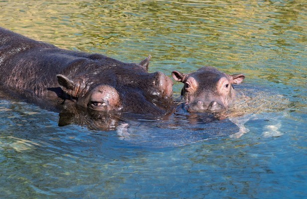 Still uit Het Echte Leven in de Dierentuin