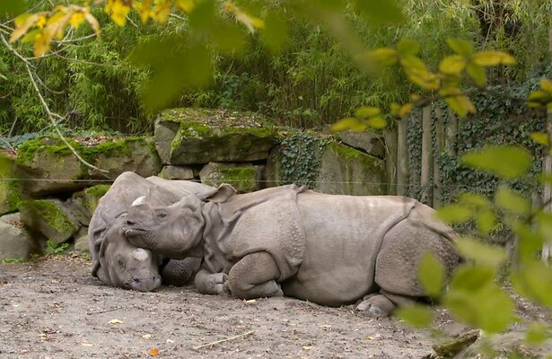 Neushoorns in Het Echte Leven in de Dierentuin