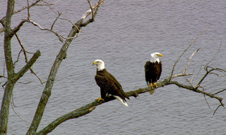 Im Flug über New York
