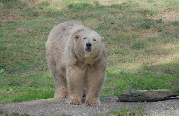 ijsbeer Huggies in Het Echte Leven in de Dierentuin