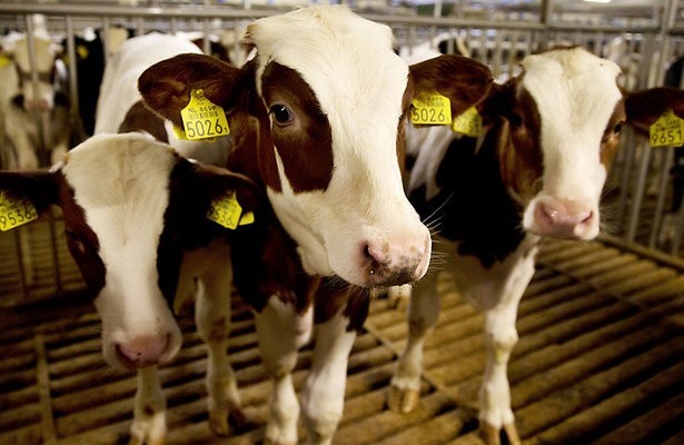 Kalfsvlees voor de export in Zembla