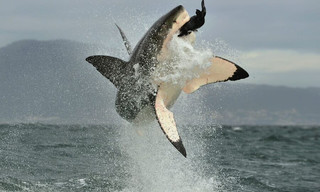 Killer Animal Tactics