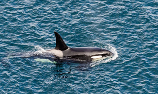 Killer Whale Chronicles