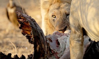 Land van de grote katten