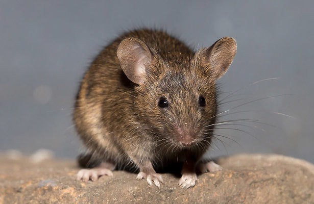 Huissleutels en muizenkeutels