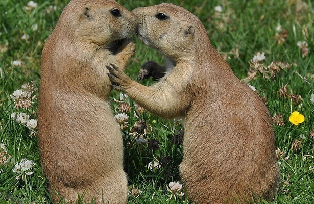 Rebelse dieren in Natuur Op 2