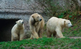 Neues aus dem Münchner Tierpark Hellabrunn