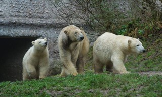 Neues aus dem Münchner Tierpark Hellabrunn