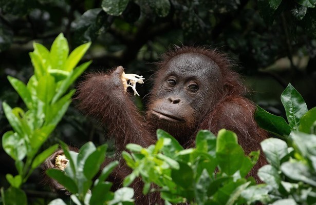 Natuur op 2: Eden - Paradijs op Aarde