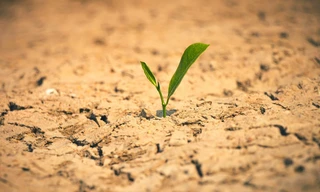 Oasen - Inseln des Lebens