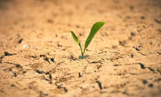 Oasen - Inseln des Lebens