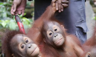 Orang-oetan jungleschool