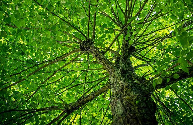 Pointer buigt zich over 'groene projecten' van gasleveranciers