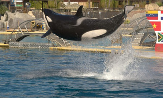 Re: Orca-Shows am Ende?