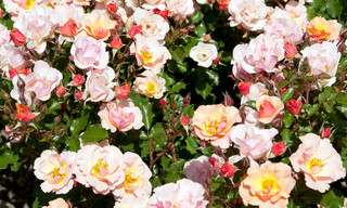 Rose - Königin der Blumen