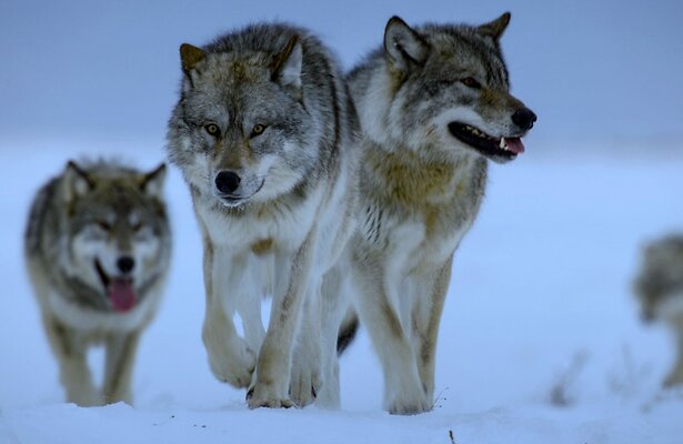 Roedel wolven in The Americas