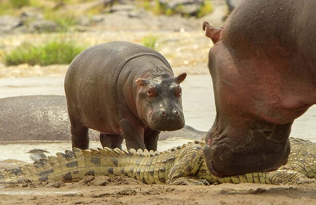 Nijlpaard Mafuta met zijn moeder