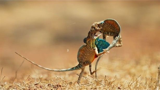 Bijzondere beestenbende in Azië