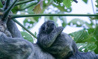 South America's weirdest animals