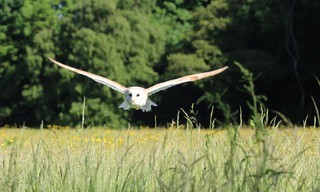 Super Senses: The Secret Power of Animals